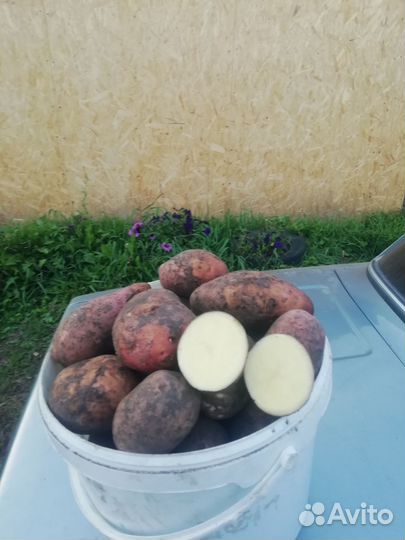 Продам картофель с доставкой