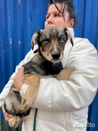 Голубоглазый щенок девочка в добрые руки