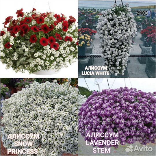 Рассада цветов, вегетативных часть 1