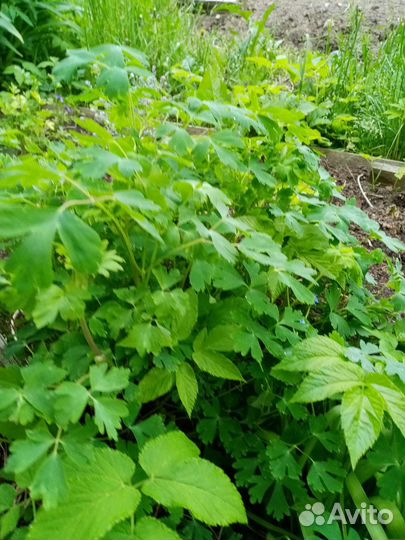 Гравилат, аквилегия жёлтая сортовая