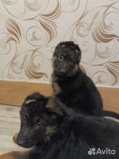 Щенки немецкой овчарки бесплатно