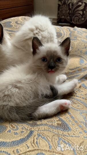 Котята рэгдолл девочки