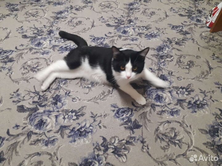 Кот