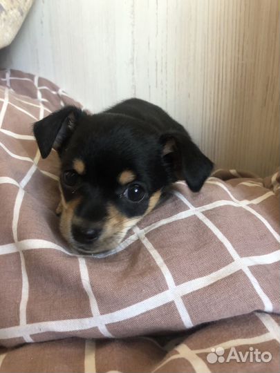 Той-терьер щенки