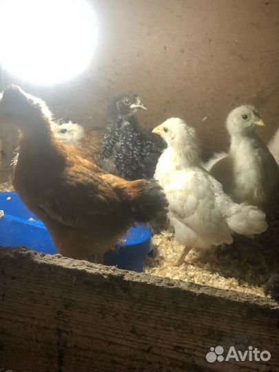 Кура-наседка и цыплята подрощенные