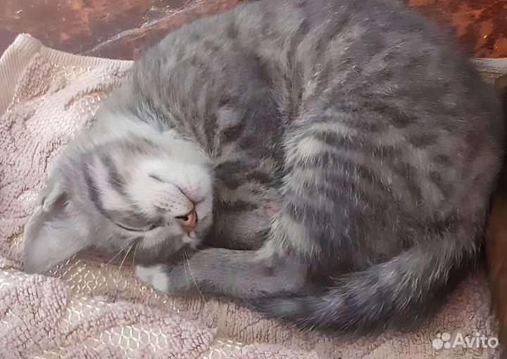 Котенок ищет любящую семью