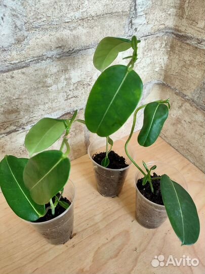 Жасмины комнатные