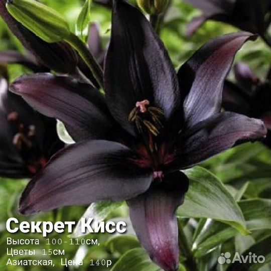 Лилии луковицы 12 сортов, 2 сорта бордюрных