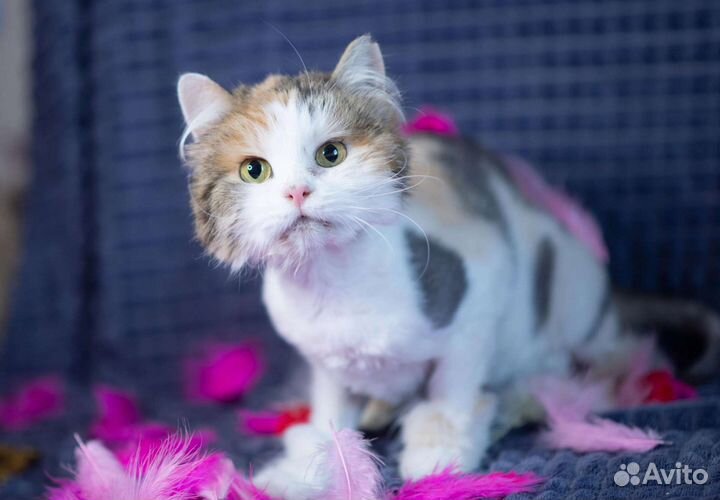 Трёх цветная кошка