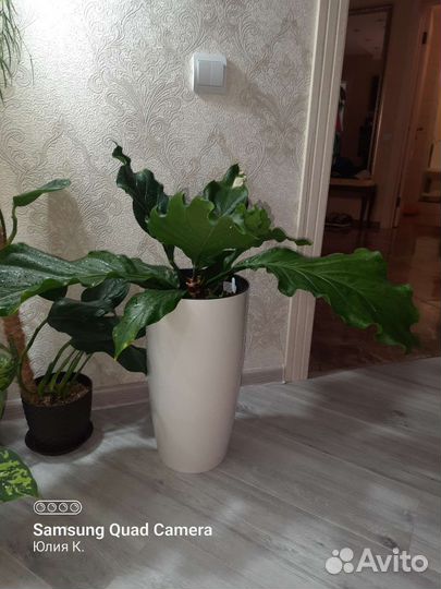 Антуриум Wave of love (волны любви)