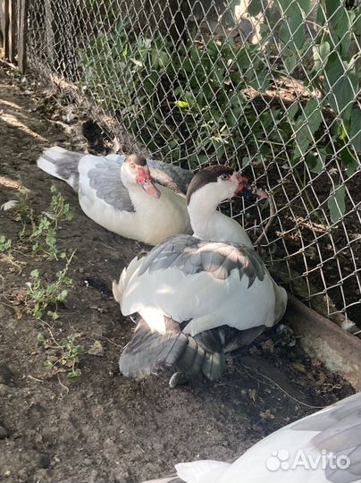 Мускусные утки плечистый окрас (немцы тяж линии )