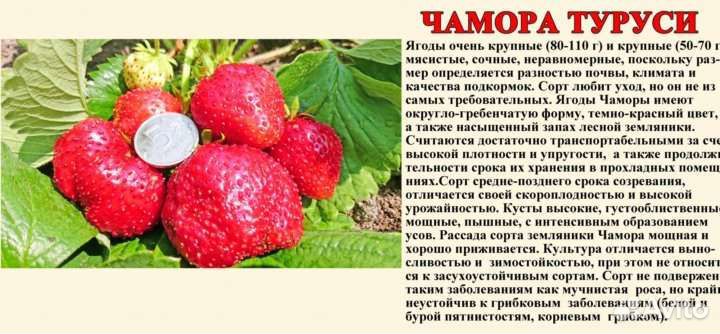 Чаморра туруси, гигант. рассада