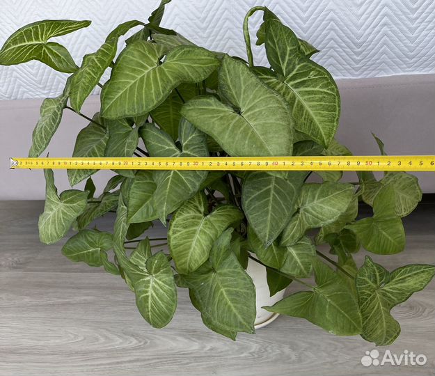 Комнатные растения