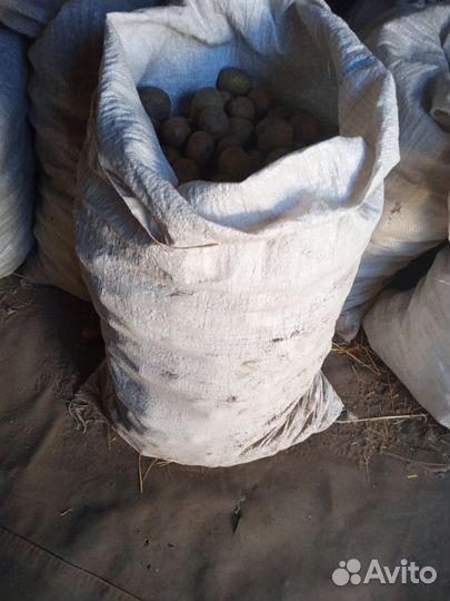 Продам мелкий картофель