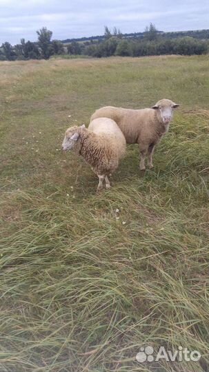 Бараны, овцы, ягнята