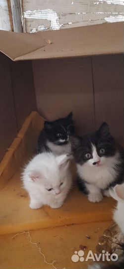 Отдам котят в добрые руки