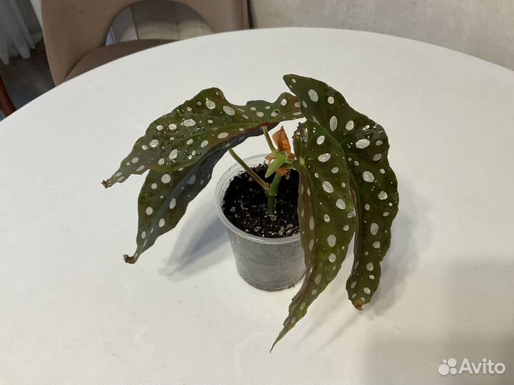 Бегония Макулата