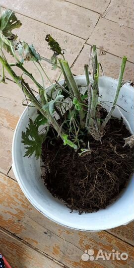 Дельфиниум