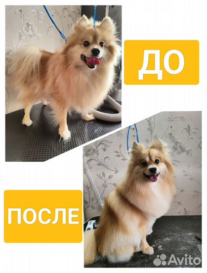 Груминг кошек и собак