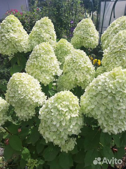 Гортензия Лаймлайт