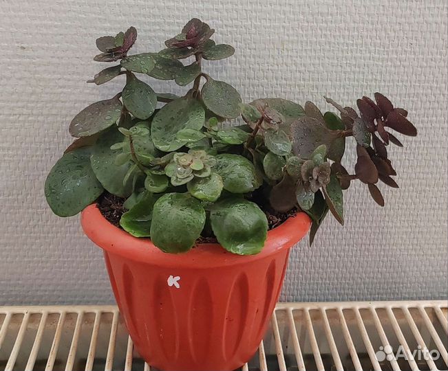 Каланхоэ красное