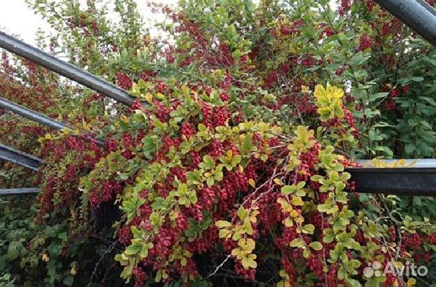 Барбарис плодовый / Изгородь / саженцы