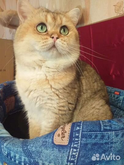 Коты на вязку(не бесплано)