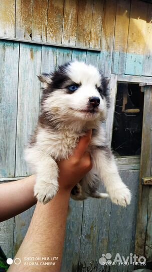 Щенки хаски