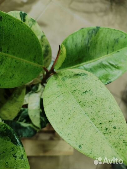 Вариегатный Фикус Шривериана