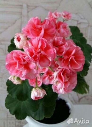 Элитные сорта пеларгонии