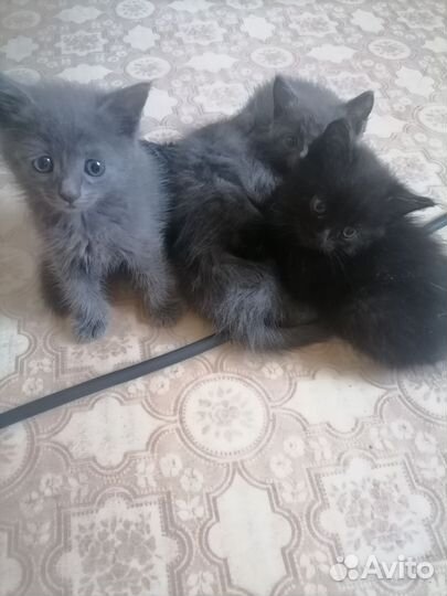 Котята в добрые руки бесплатно