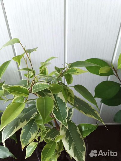 Хойя, фикусы