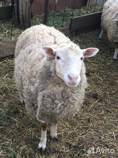 Овцы бараны ягнята Ташлинской породы