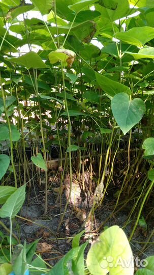 Катальпа сеянец