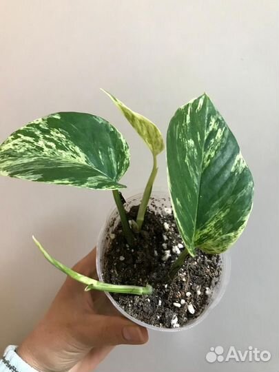 Эпипремнум марбл квин