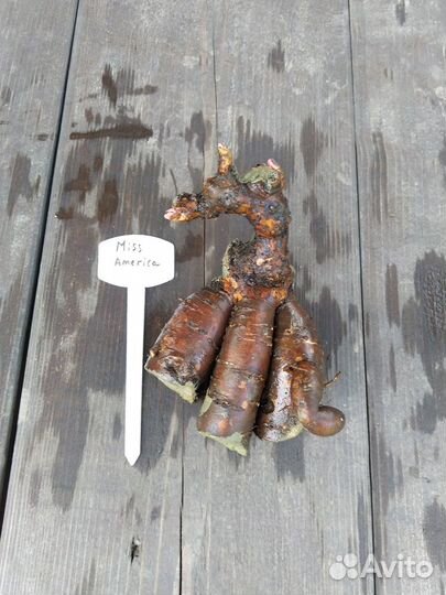 Пион Miss America