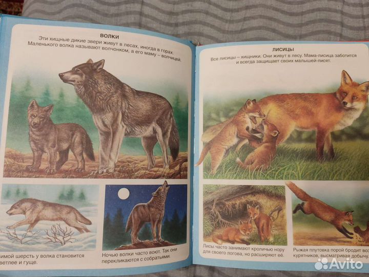 Энциклопедии про животных для малышей