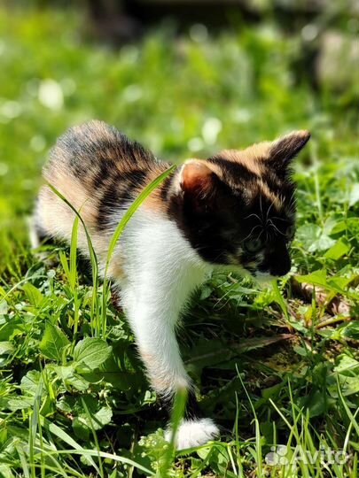 Трёхцветный котенок девочка в добрые руки