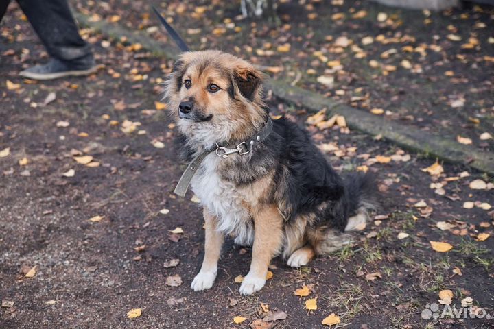 Отличный пес Красавчик ищет дом