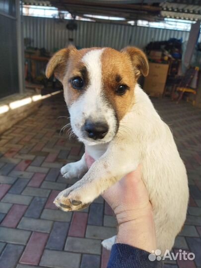 Джек Рассел терьер