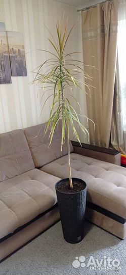 Пальма драцена с кашпо