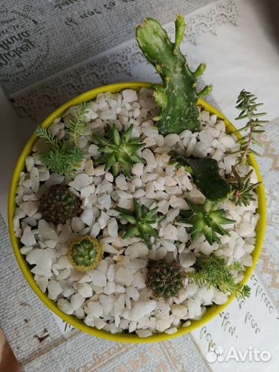 Мини садик из Кактусов и суккулентов/подарок