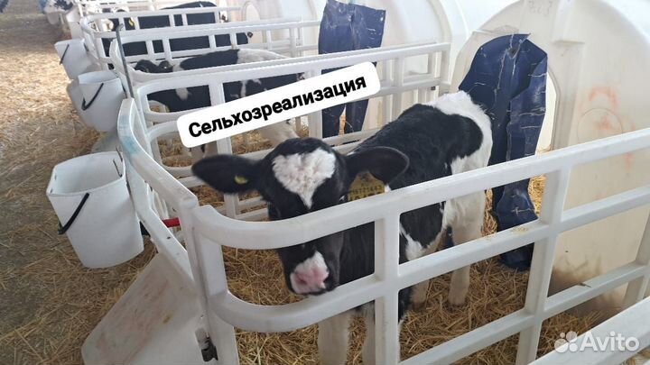 Бычки и быки телята