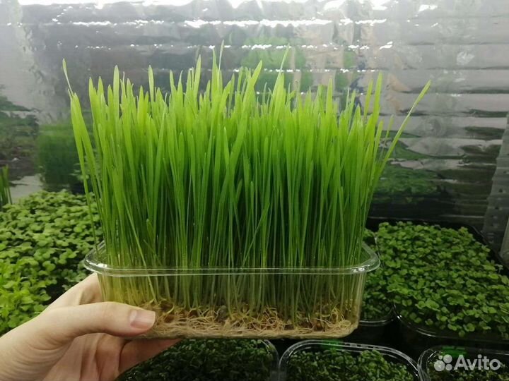 Продажа микрозелени,витграсс,бейби лист