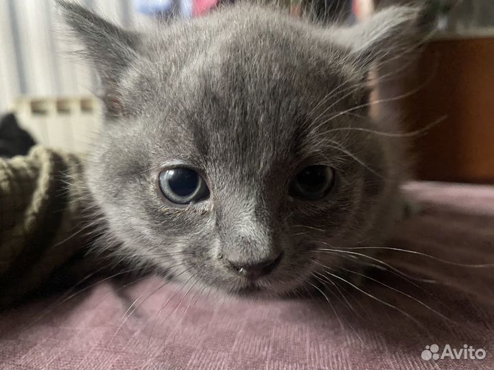 Вислоухий котенок