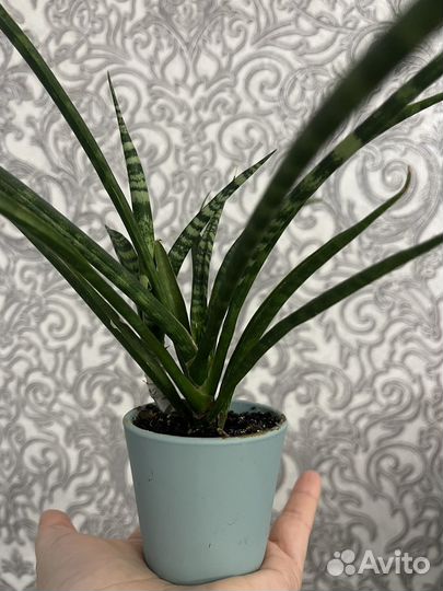 Продажа цветка