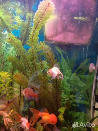 Аквариумные растения