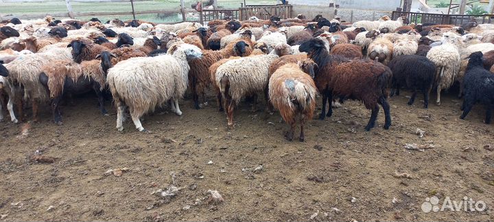 Овцы бараны ягнята оптом