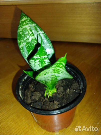 Сансевиерия (щучий хвост / тещин язык)