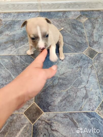 Американский стаффордширский терьер